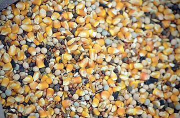 The Appeal of Pea Protein