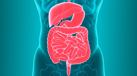 Gut Is Considered the Second Brain