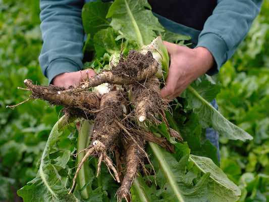inulin chricory root